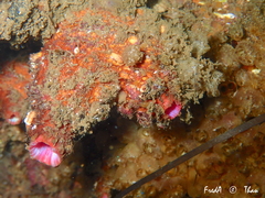 Pyura dura