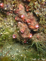 Pyura dura