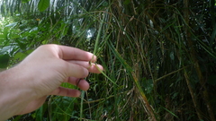Scleria secans