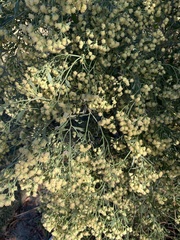Baccharis glomeruliflora