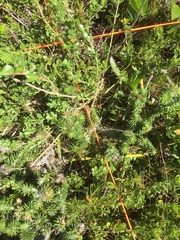 Psoralea bracteolata