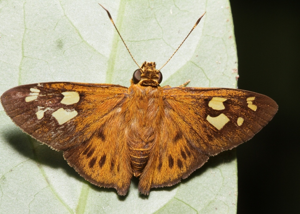 Ablepsis azines