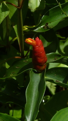 Costaceae