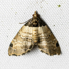 Perizoma lacernigera