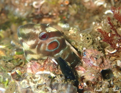 Salaria pavo