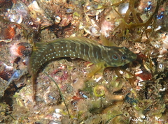 Salaria pavo
