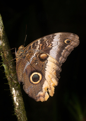 Caligo atreus