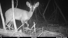 Tragelaphus scriptus