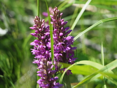 Dactylorhiza sibirica