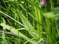 Dactylorhiza sibirica