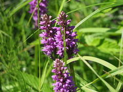 Dactylorhiza sibirica