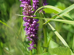 Dactylorhiza sibirica