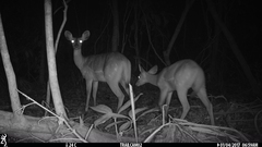 Tragelaphus scriptus