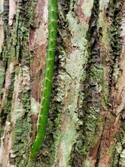 Selenicereus setaceus