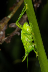 Copiphora rhinoceros