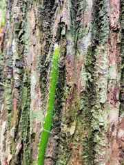 Selenicereus setaceus