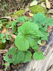 Tellima grandiflora