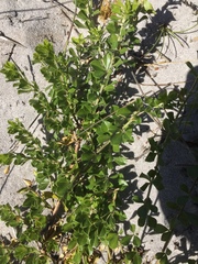 Psoralea bracteolata