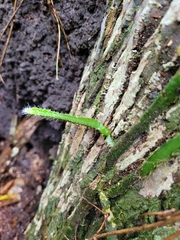 Selenicereus setaceus