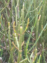 Ephedra fragilis