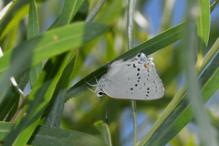 Satyrium sylvinus megapallidum