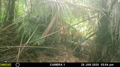 Syncerus caffer nanus