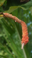 Anthurium upalaense