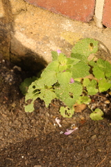 Lamium purpureum