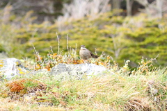 Cinclodes patagonicus