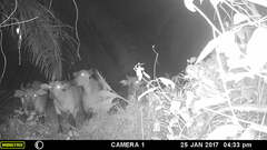 Syncerus caffer nanus