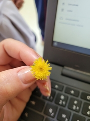 Hypochaeris chillensis