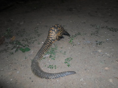 Phataginus tetradactyla