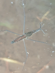 Aquarius najas