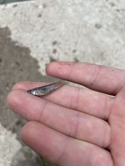 Gambusia affinis