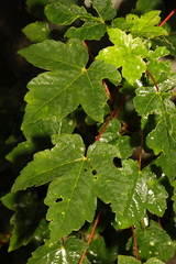 Acer pseudoplatanus