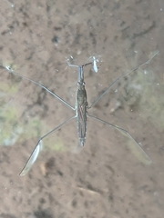 Aquarius najas