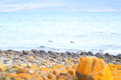 Tachyeres