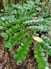 Paubrasilia echinata