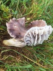 Cuphophyllus flavipes