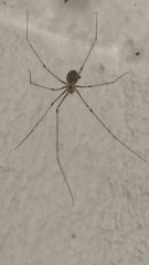 Pholcidae