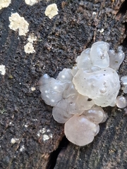 Myxarium nucleatum