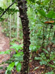 Paubrasilia echinata