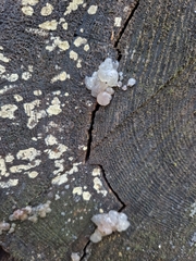 Myxarium nucleatum