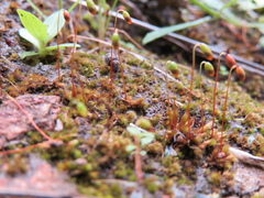 Bryum