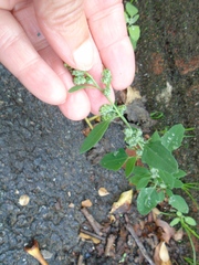 Chenopodium ficifolium