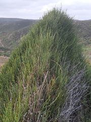 Ephedra fragilis