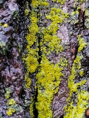 Candelaria concolor