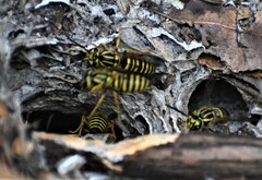 Vespula