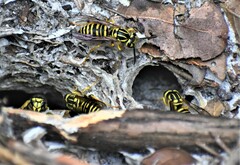 Vespula