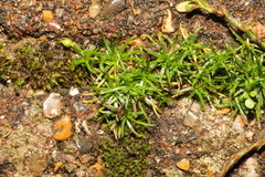 Sagina procumbens